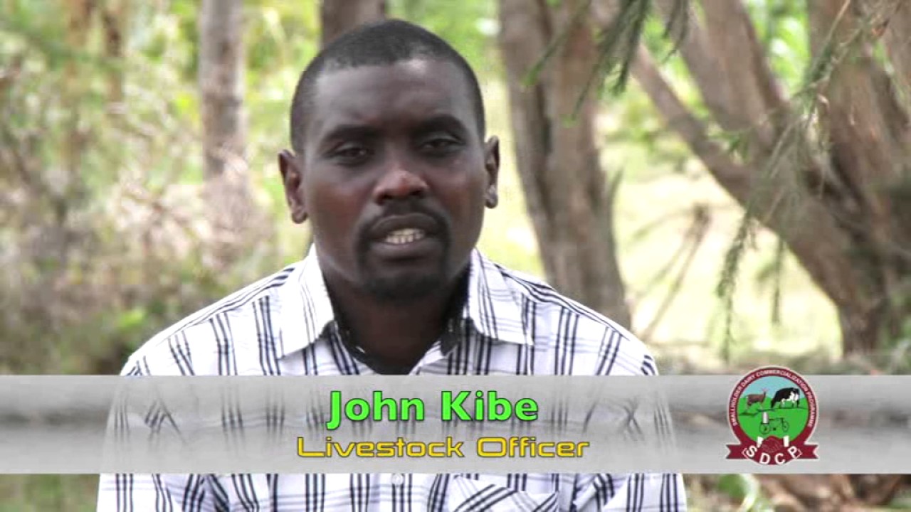 Housing the Dairy Cow