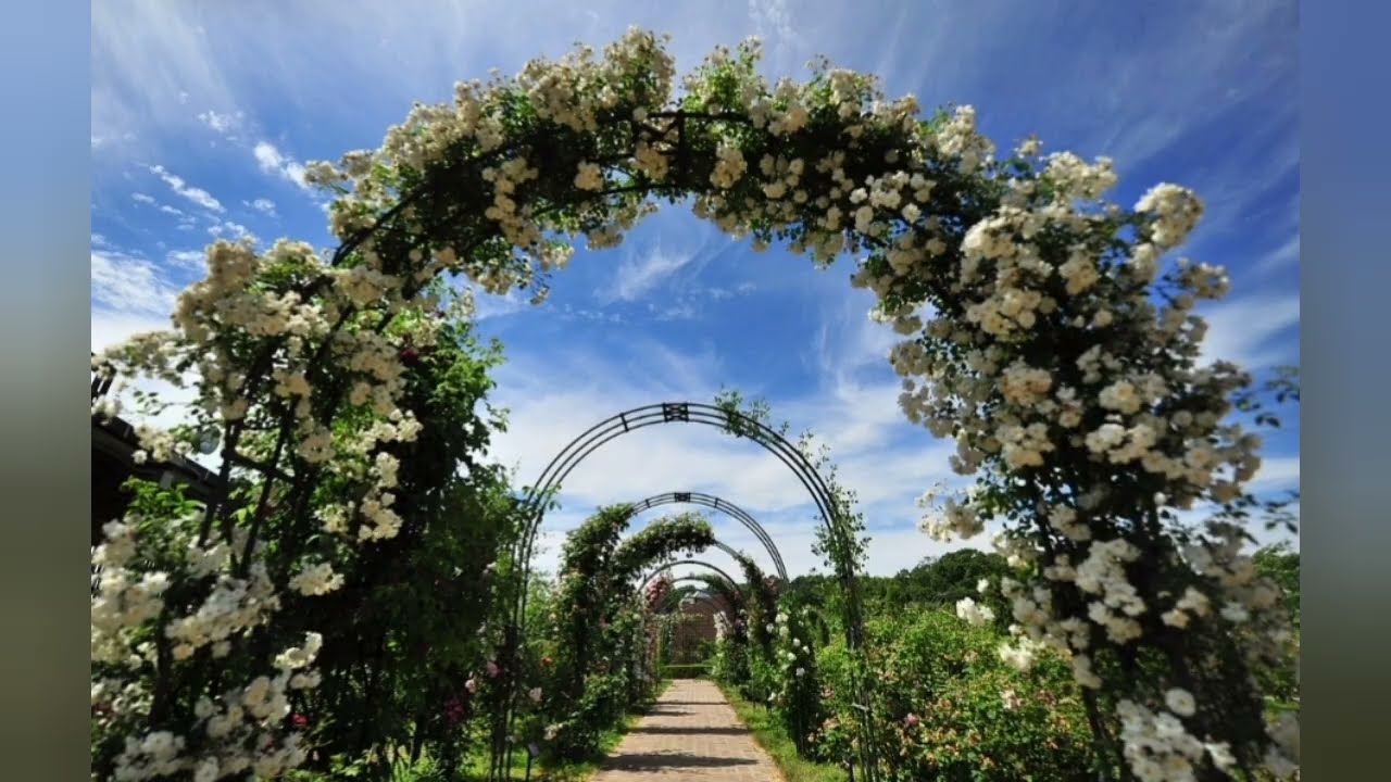 Последната роза