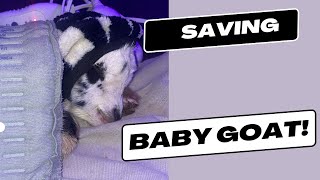 Saving a Baby Goat From Hypothermia!