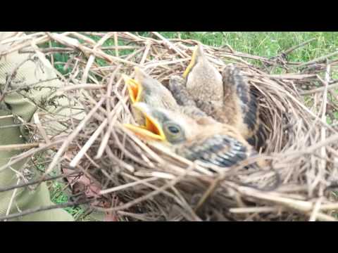 Cara Membedakan Anakan Cendet Jantan Dan Betina Youtube