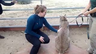 Boomer the Lynx at the Wildlife Learning Center in Sylmar, CA