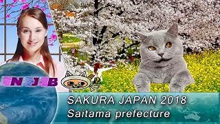 Latest Cherry Blossoms News 2018.(Around Tokyo, Japan)Kumagaya Sakura Tsutsumi