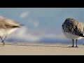 Sandpiper Sound Sandpiper Sound