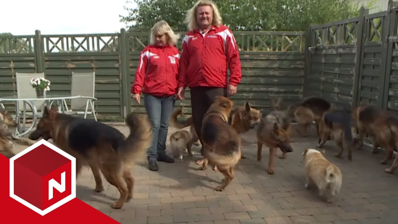 Tor og Lise driver med hundeoppdrett | Et Hundeshow | discovery+ Norge