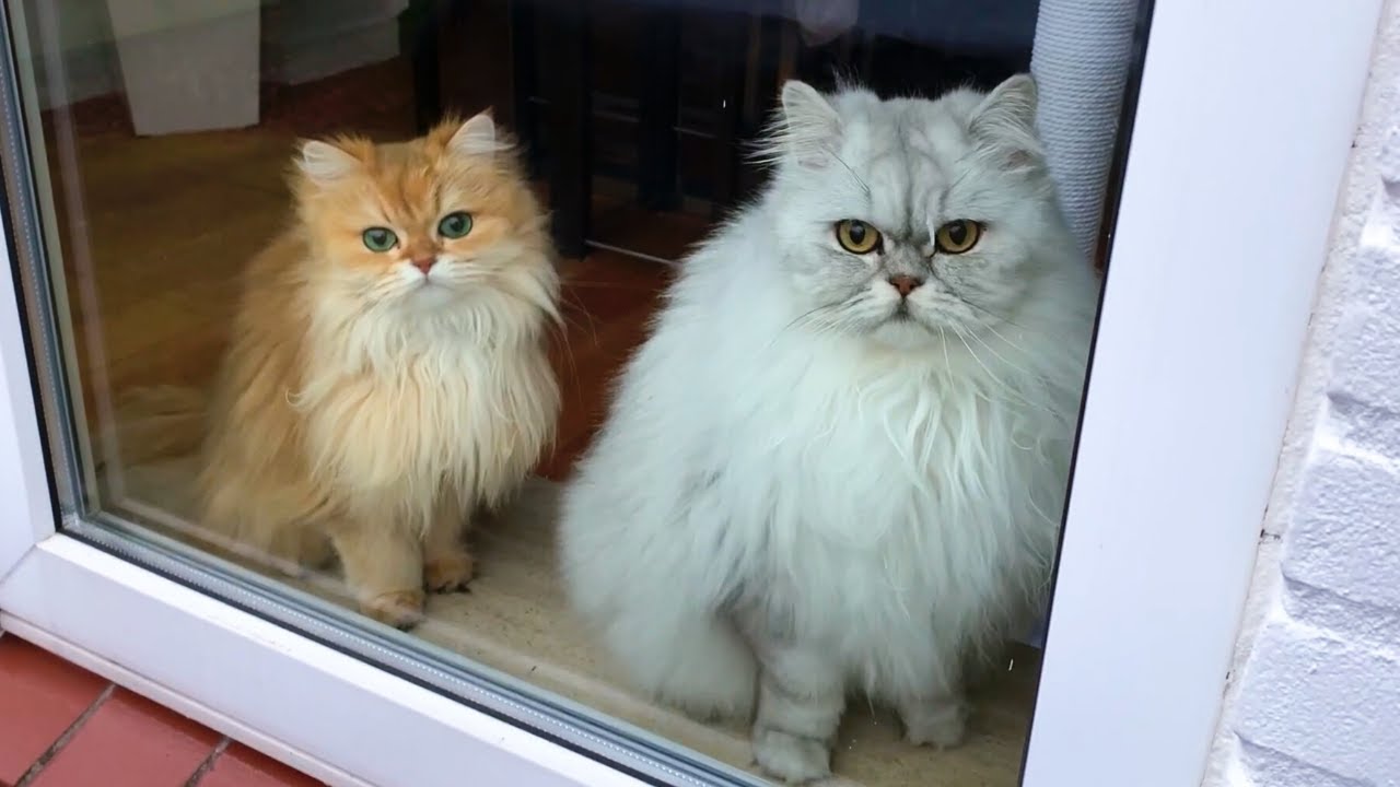 Why Coming Home To Your Cats Is The Best YouTube