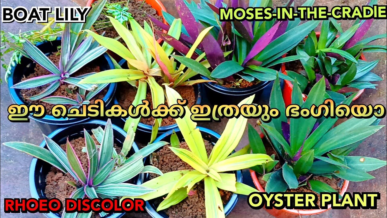 ഈയൊരു ചെടി ഇങ്ങനെ ചട്ടിയിൽ വളർത്തി നോക്കൂ Rhoeo plant malayalam