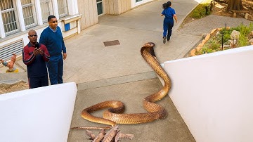 Deadly Snake At The Navy Base.
