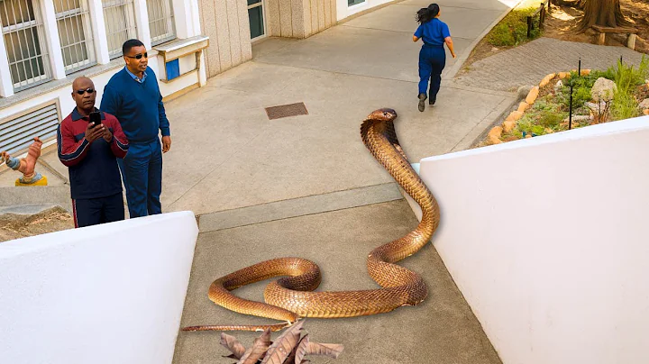 Deadly Snake At The Navy Base.
