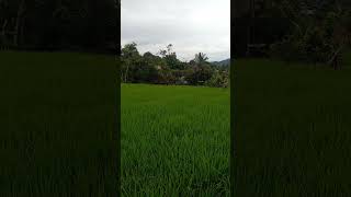 Keindahan di pedesaan #shortvideo #shorts #desarrollopersonal