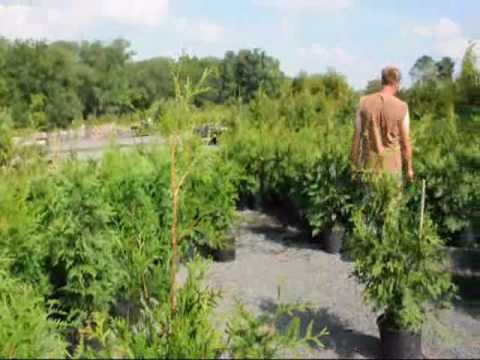 Grading Of Green giant Arborvitae highland Hill