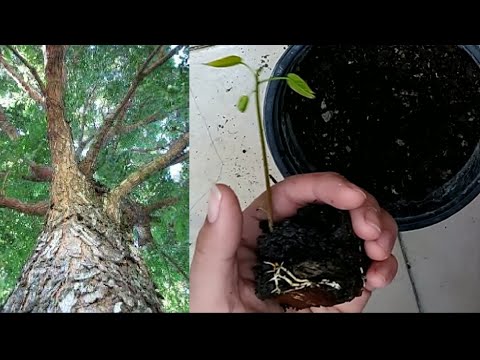 Video: ¿Qué tan grande puede crecer un árbol de caoba?