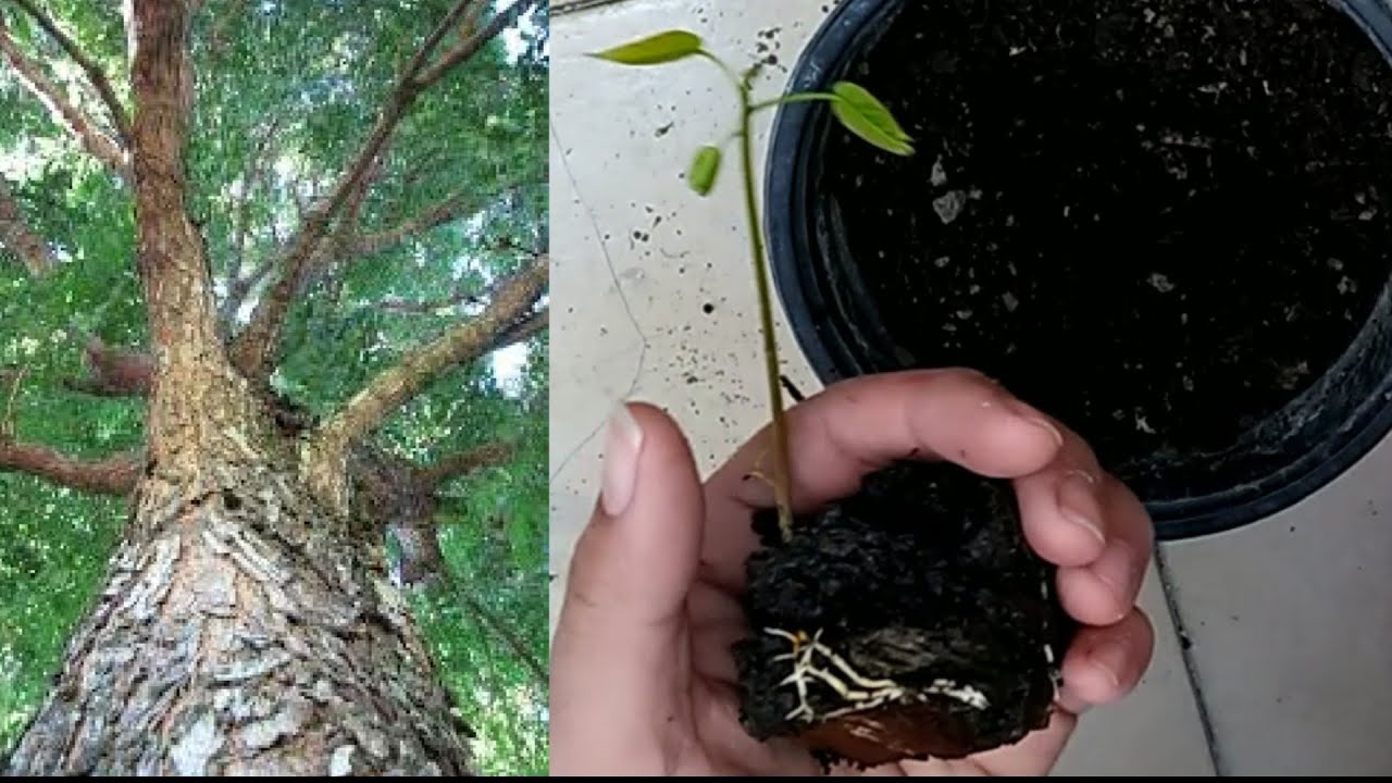 Árbol de Caoba en maceta trasplante huerto Urbano Caoba en ciudad de Clima frío datos curiosos Árbol de Caoba en maceta trasplante huerto Urbano Caoba en ciudad de Clima frío datos curiosos