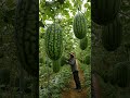 Long Watermelon... #watermelon #fruit #fruits #farm #farmer #farming #food