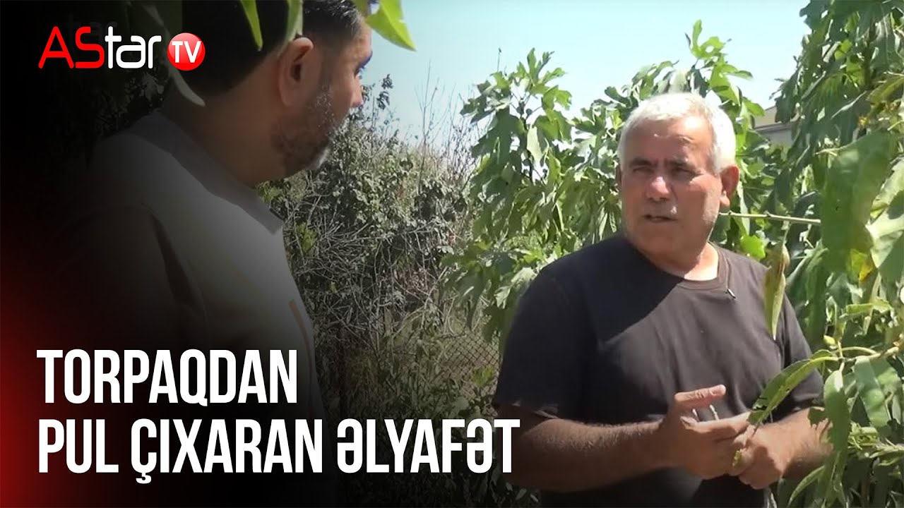 Torpaqdan pul çıxaran Əlyafət