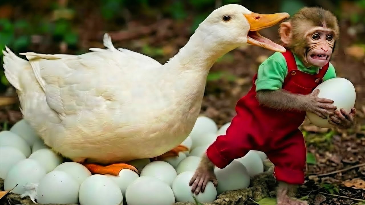 Monkey Bon Steals Duck Eggs and Mom Duck's Reaction!