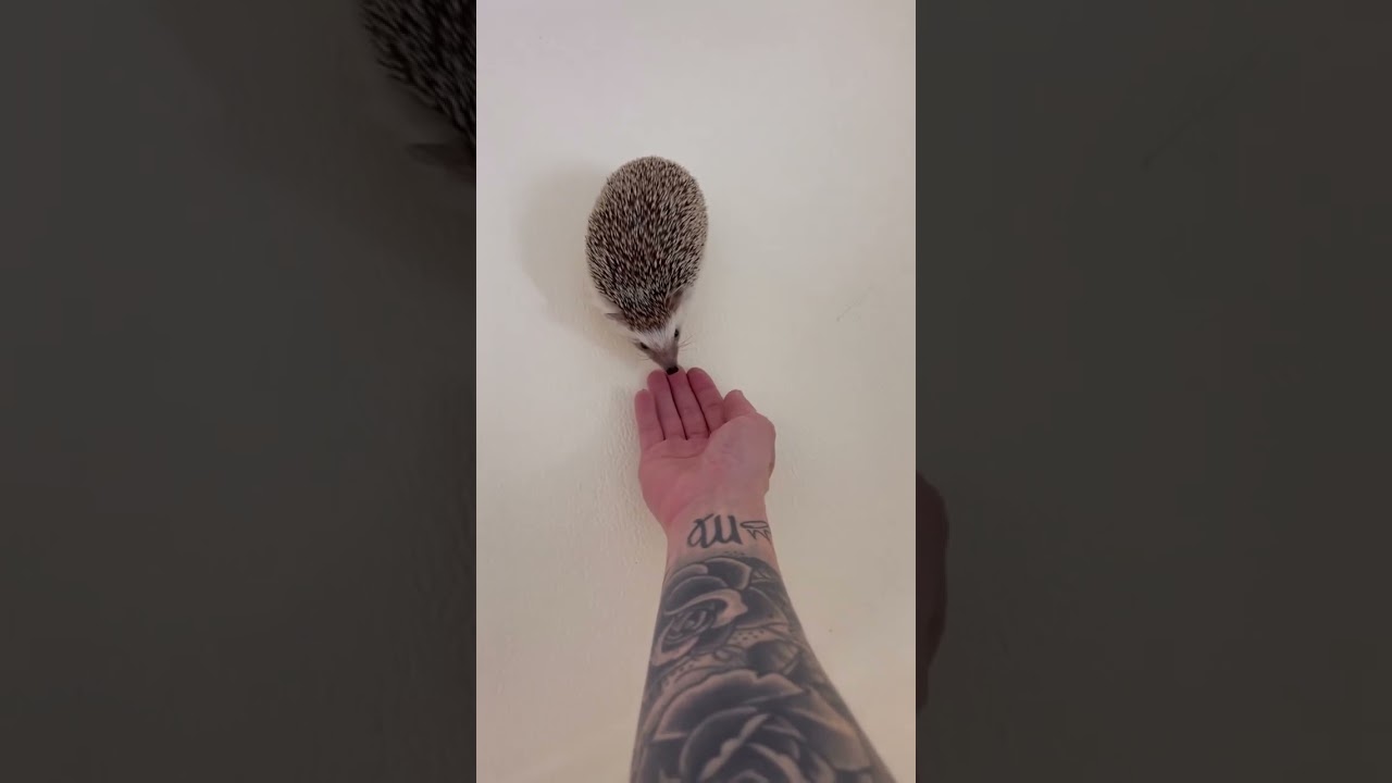 Hedgehog 🦔🦔🦔   