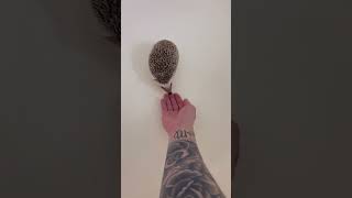 Hedgehog 🦔🦔🦔   #shorts #hedgehog #stickyHedgehog #cutehedgehogs #hedgehoglove screenshot 4