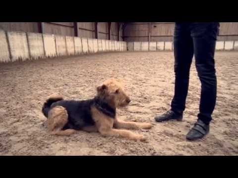 Video: Hoe Leer Je Een Hond Liggen?