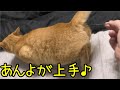 発情期中、あんよが上手なドコモちゃん♪