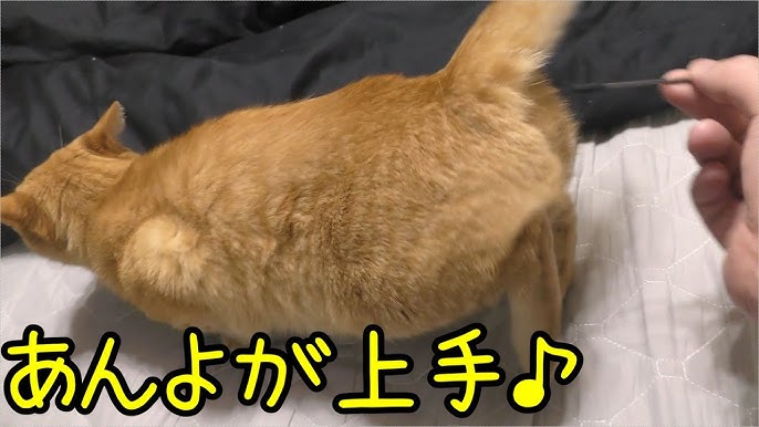 発情期猫みーちゃん 綿棒にてまったりとした時間を過ごす Youtube