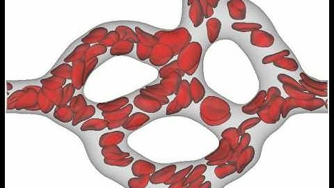 Simulation of red blood cells in a retina capillary