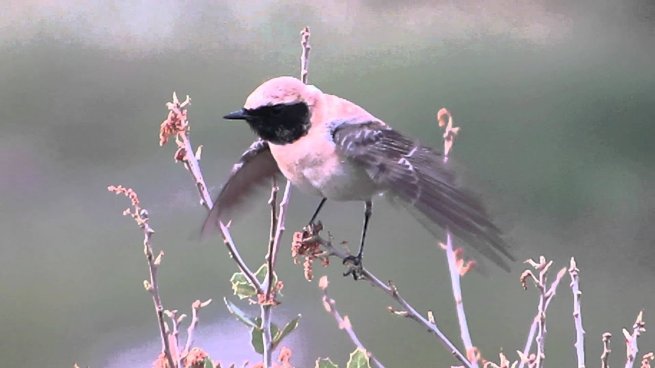 oostelijke blonde tapuit. kavaki lesbos 3-5-2014