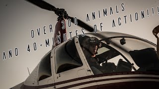 Pepper Farm Group's Helicopter Hog Hunt - Over 300 Animals!