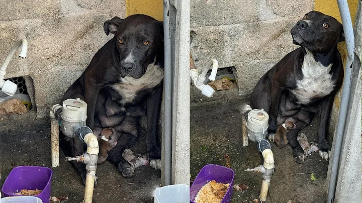 Mother Dog Extremely Stressed After Being Kicked Out of Home by Owner While Giving Birth - DayDayNews