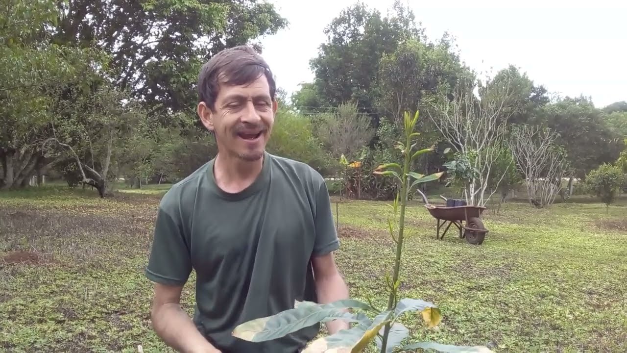 Como fazer o plantio perfeito!