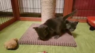 Litter H, 4 weeks, korat kittens by KoratsFromPoland 96 views 6 years ago 1 minute, 15 seconds