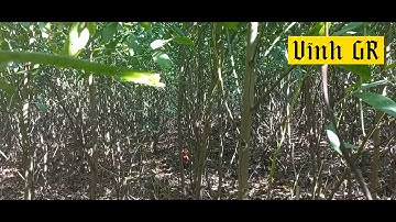 Bẩy Gà Rừng mới nhất 23/3/2022 bổi mã vàng quá đẹp