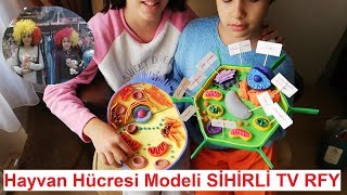 7. Sınıf Fen Bilimleri Hayvan Hücresi Model Yapımı Si̇hi̇rli̇ Tv Rfy