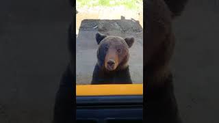 Прикормленные Медведи В Г. Бодайбо