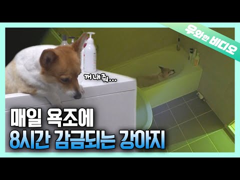 욕조에 빠져서 나오지 못하는 웰시코기...누가 좀 꺼내주라개┃Help Me Hooman, <strong>I</strong>&amp;#39;<strong>m</strong> Stuck in <strong>Your</strong> Bathtub