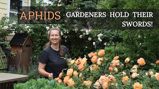 How to fight APHIDS on Roses💪 (Easy Solutions) Wealth