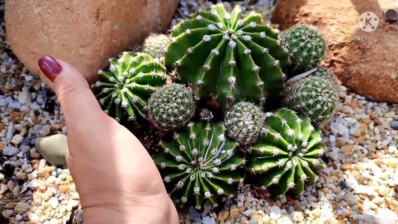 Meu Jardim de Cactos | Jo Bela Flor...