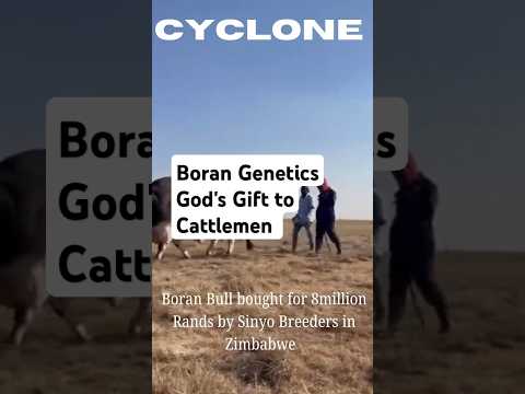 Boran Bull Genetics