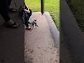 9243. Drop stay front handler ignore Nala dog yipping rain people dogs Esplanade 15 June 2026 MM