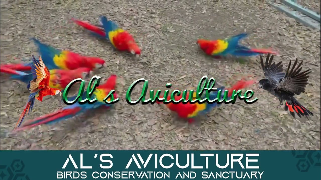 Scarlet Macaw Pairs Enjoying winter morning in Al's Aviculture | Scarlet Macaw Babies for Adoption