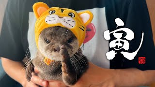 カワウソのお正月は巨大サーモンとおせちに酔いしれる　Funny Otters New Year's Celebration