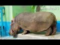 Hippopotamus おびひろ動物園のカバ　ダイ の動画、YouTube動画。