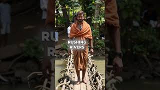 “These Living Tree Bridges Get STRONGER as They Age! 😱🌉🌿” #shorts #viral
