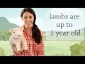 Mary Had a Little Lamb Quiz
