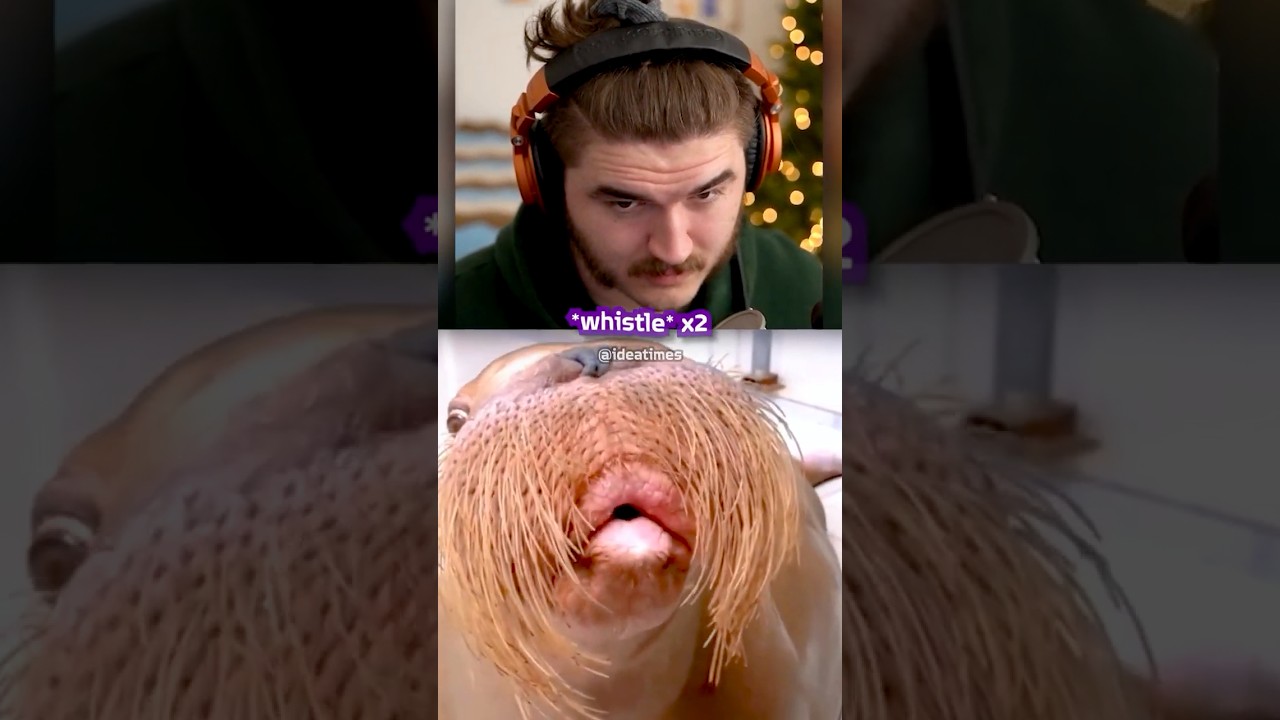 Шлатт говорит НЕМЫСЛИМОЕ