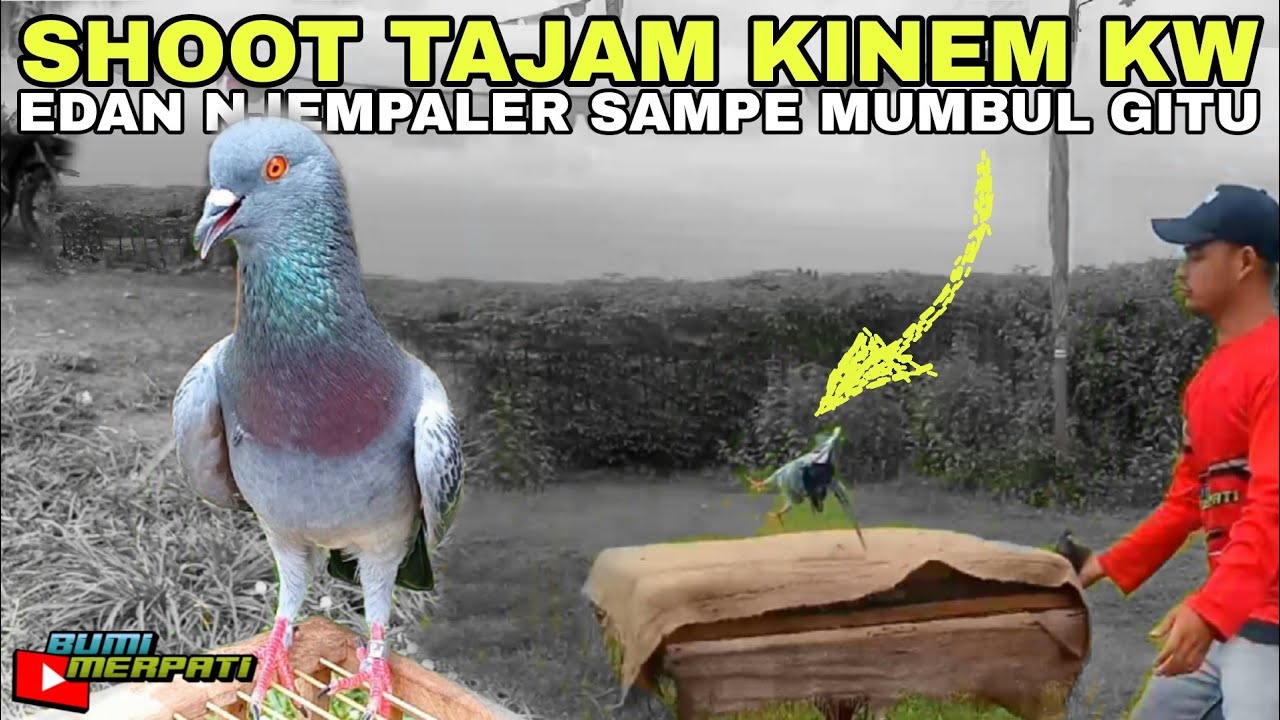 MANUVER BENGKEL MERPATI SEKOLAH LULUS DENGAN CC TERBAIK !!!