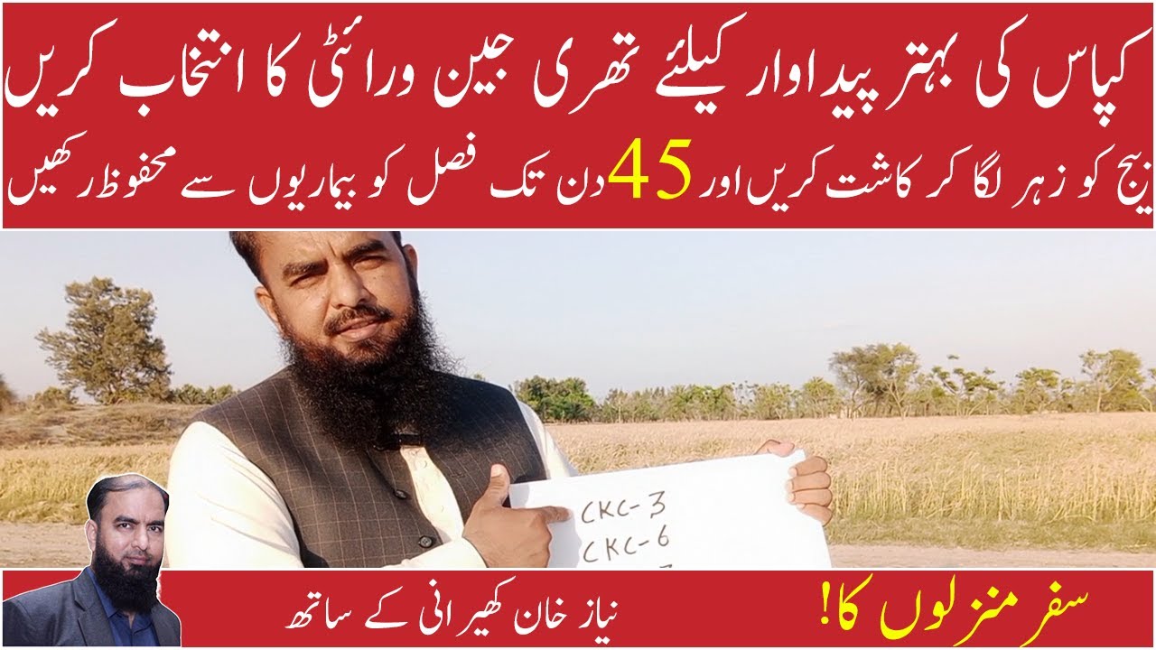 Triple Jene Cotton Best cotton seed  Best Varieties of  Cotton New cotton Seeds - Niaz khan kherani