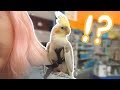 My Cockatiel Goes To a Pet Store For the First Time!