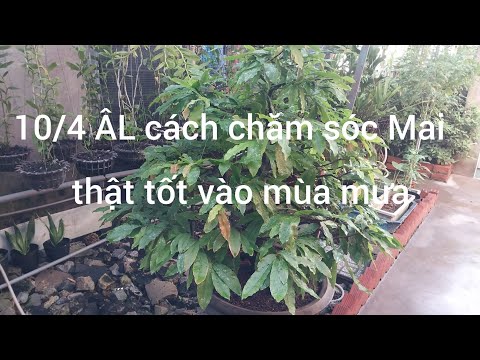 #2023 10/4 ÂL cách chăm sóc Mai thật tốt vào mùa mưa @utsangcaykieng