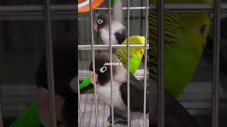 I love you baby🩷🦜🩷 #taiwan #shortvideo #牡丹鸚鵡 #虎皮鸚鵡 #和尚鸚鵡 #peonyparrot #budgerigar  #MonkParrot #寵物鳥