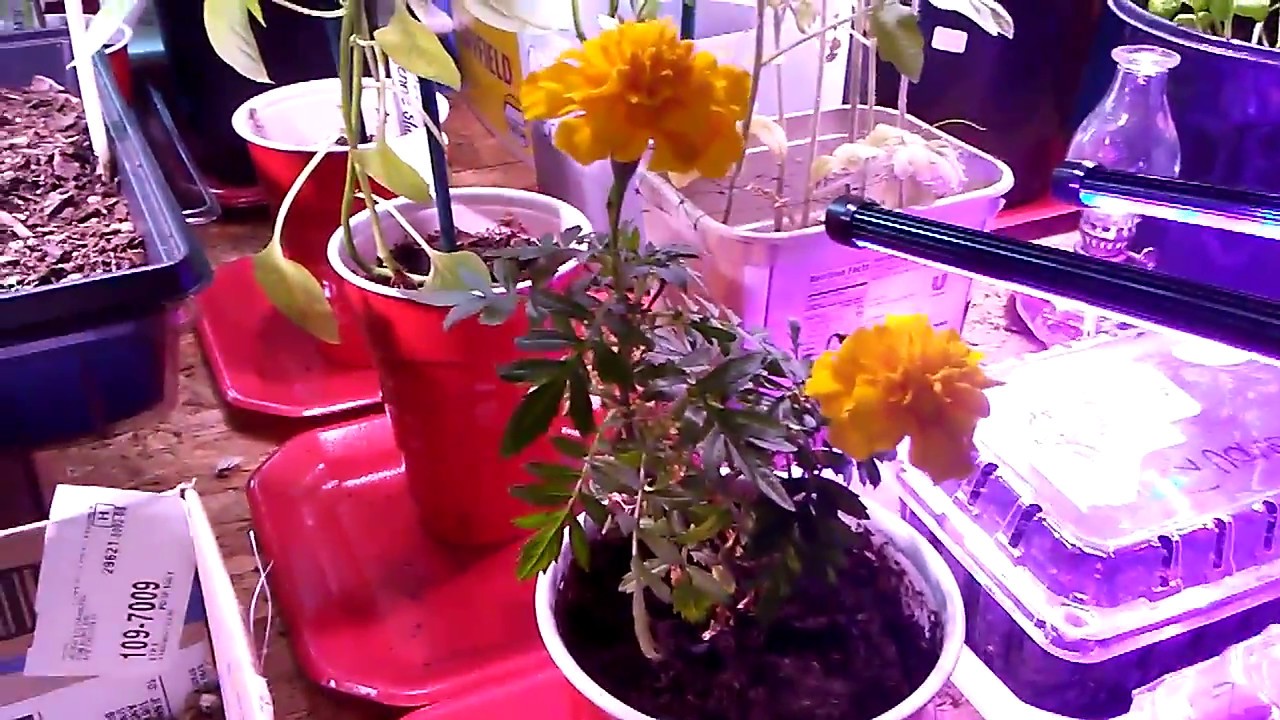 Peppers Flowering under grow lights! YouTube